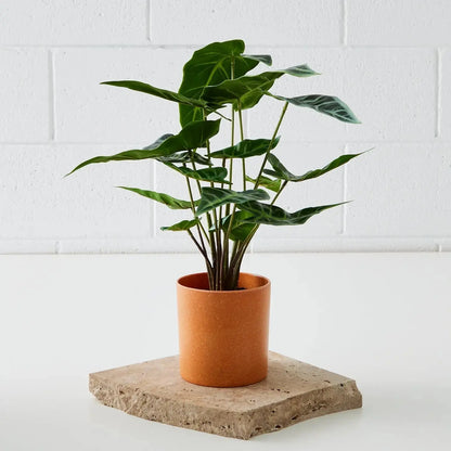 Real Touch Faux Plant in Ceramic Pot COAST